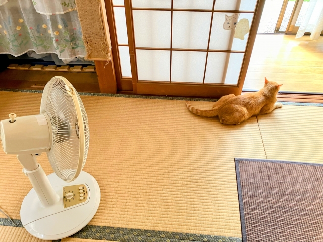 夏猫